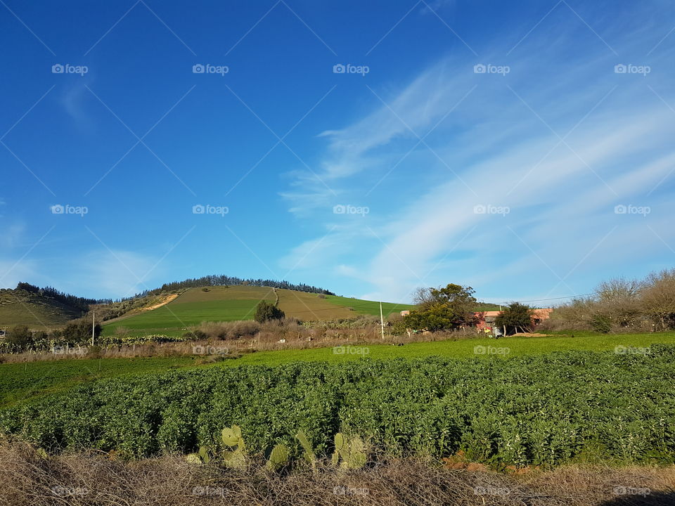 Moroccan Agricultural fields