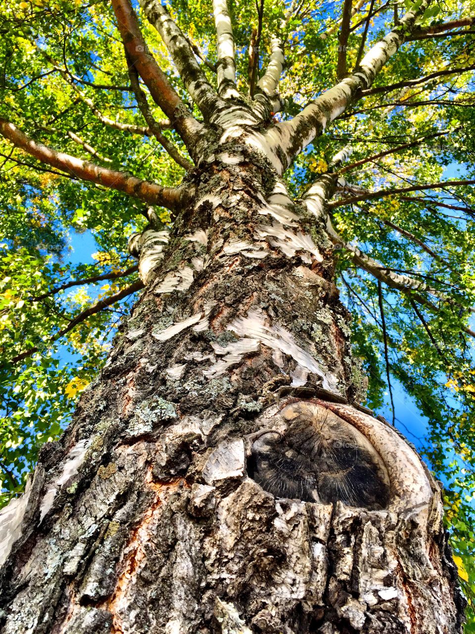 Low angle view of tree