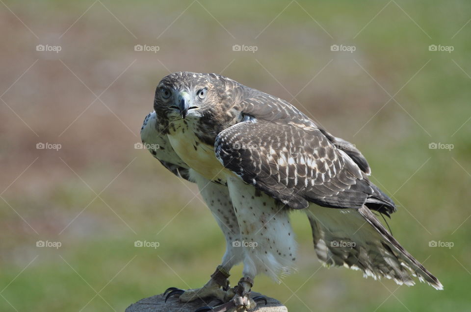 Majestic raptors