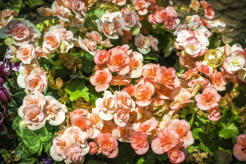 Colorful of flowers with green leaf