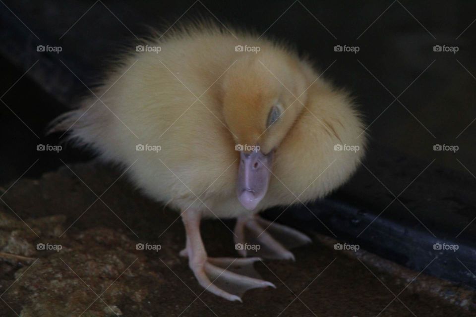 Sleeping Duckling