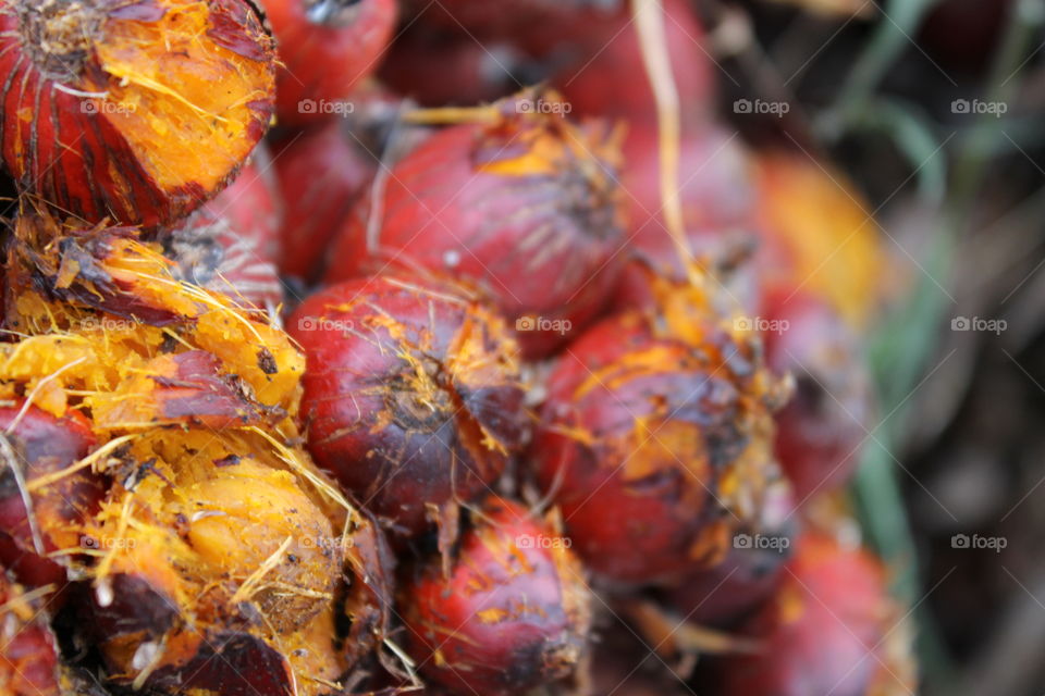 palm fruit for palm oil