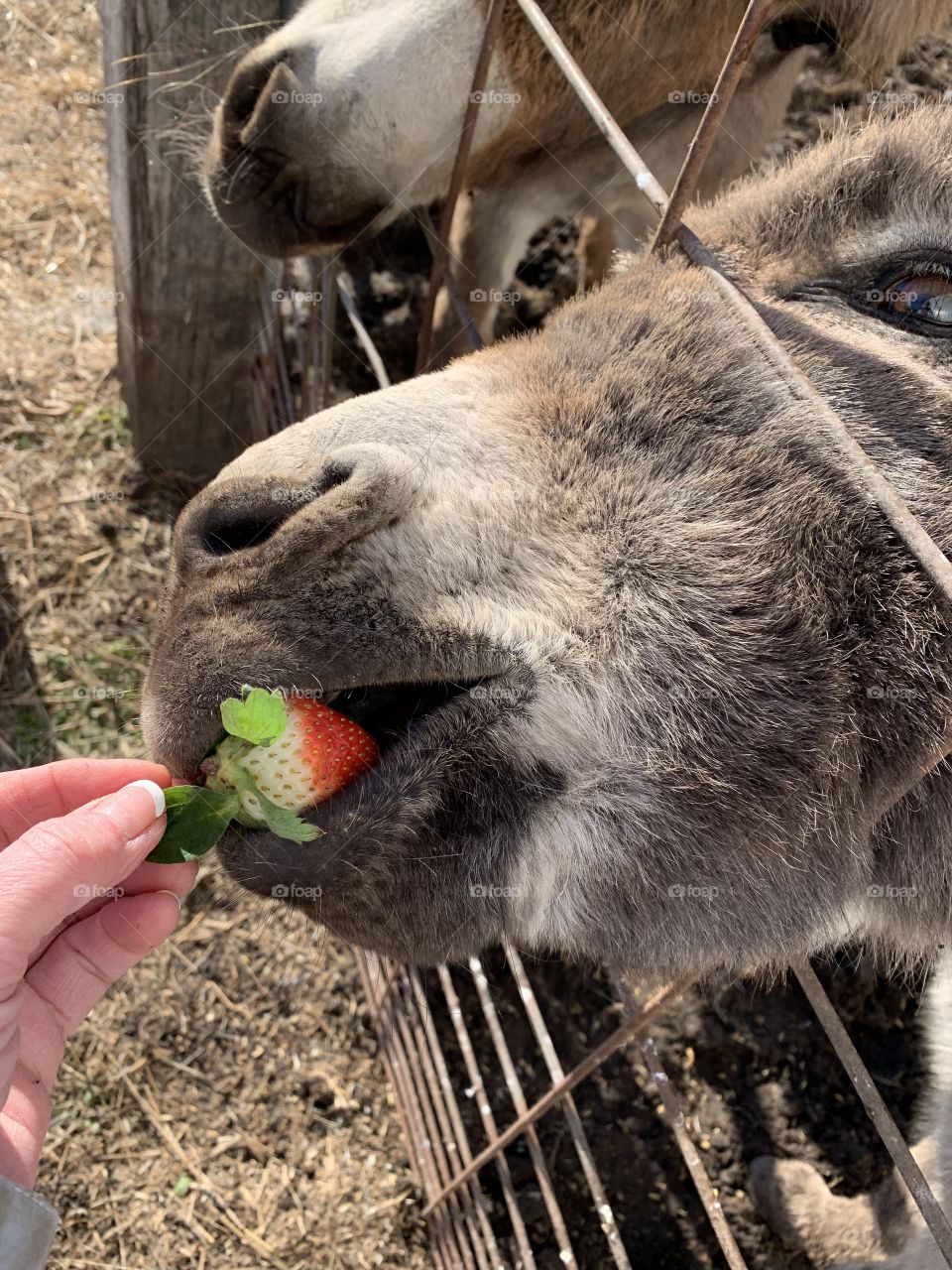 Our Donkey eating a strawberry 
