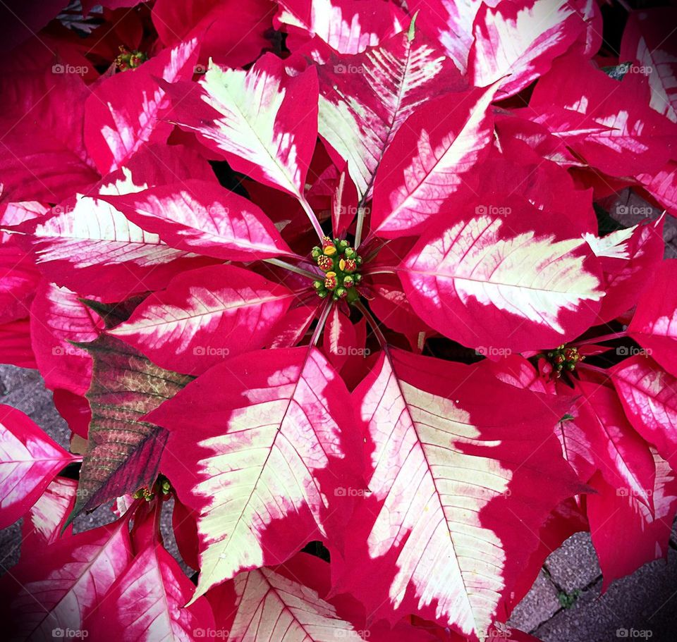Bicolored Poinsietta