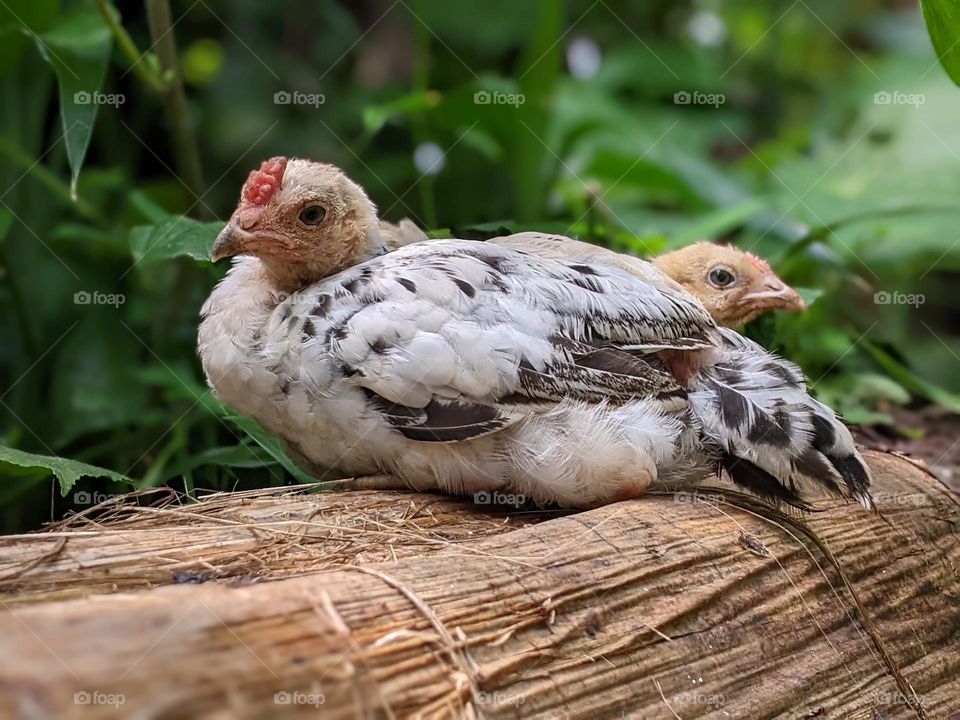 chickens in the countryside