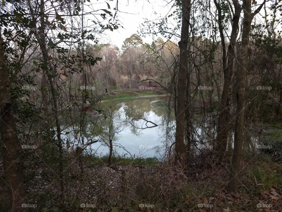 Watery spot by the trres