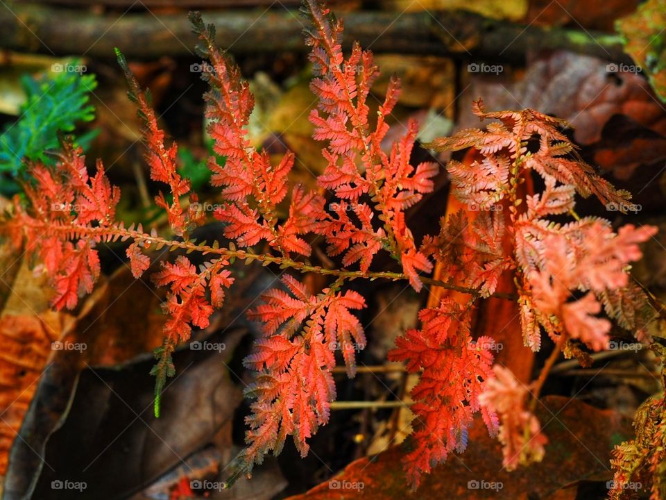 Red leaf fall