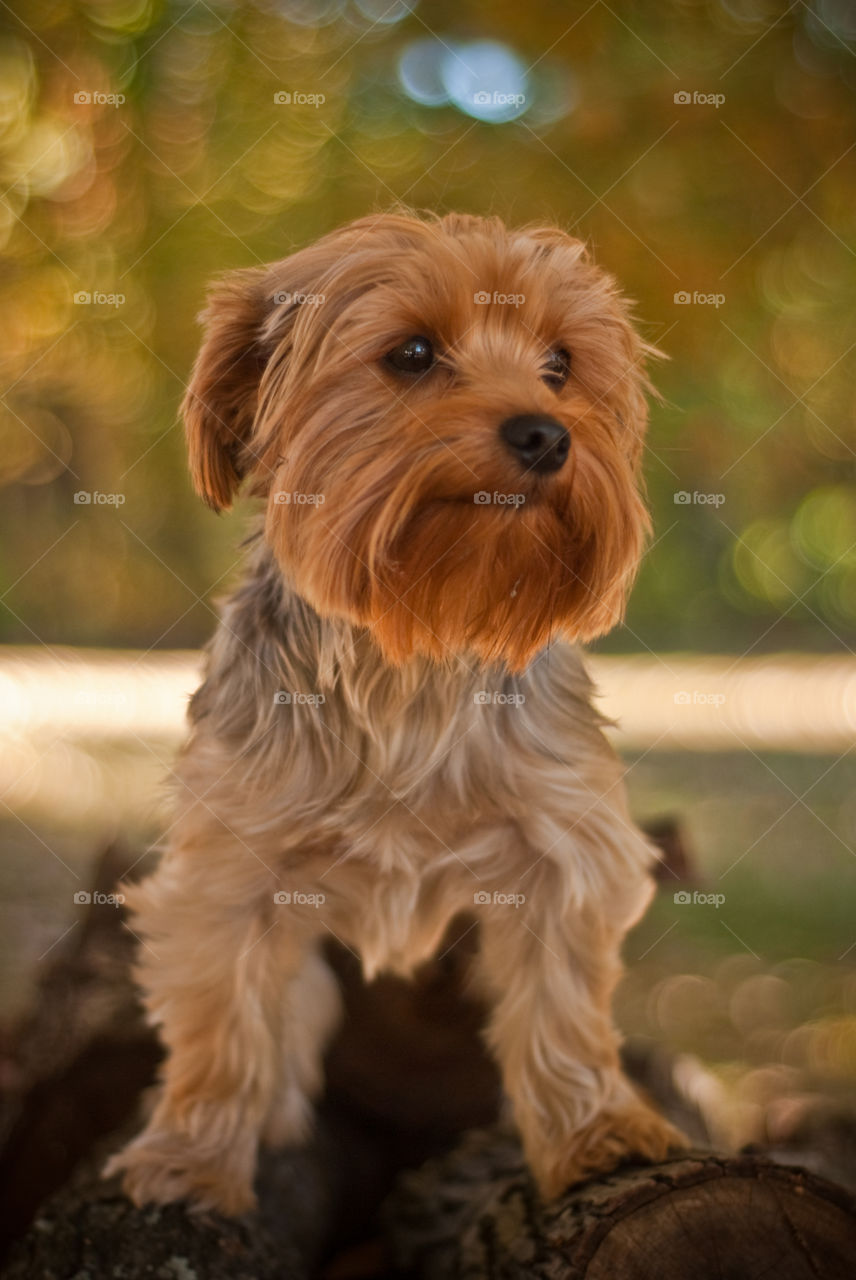 Portrait of a dog