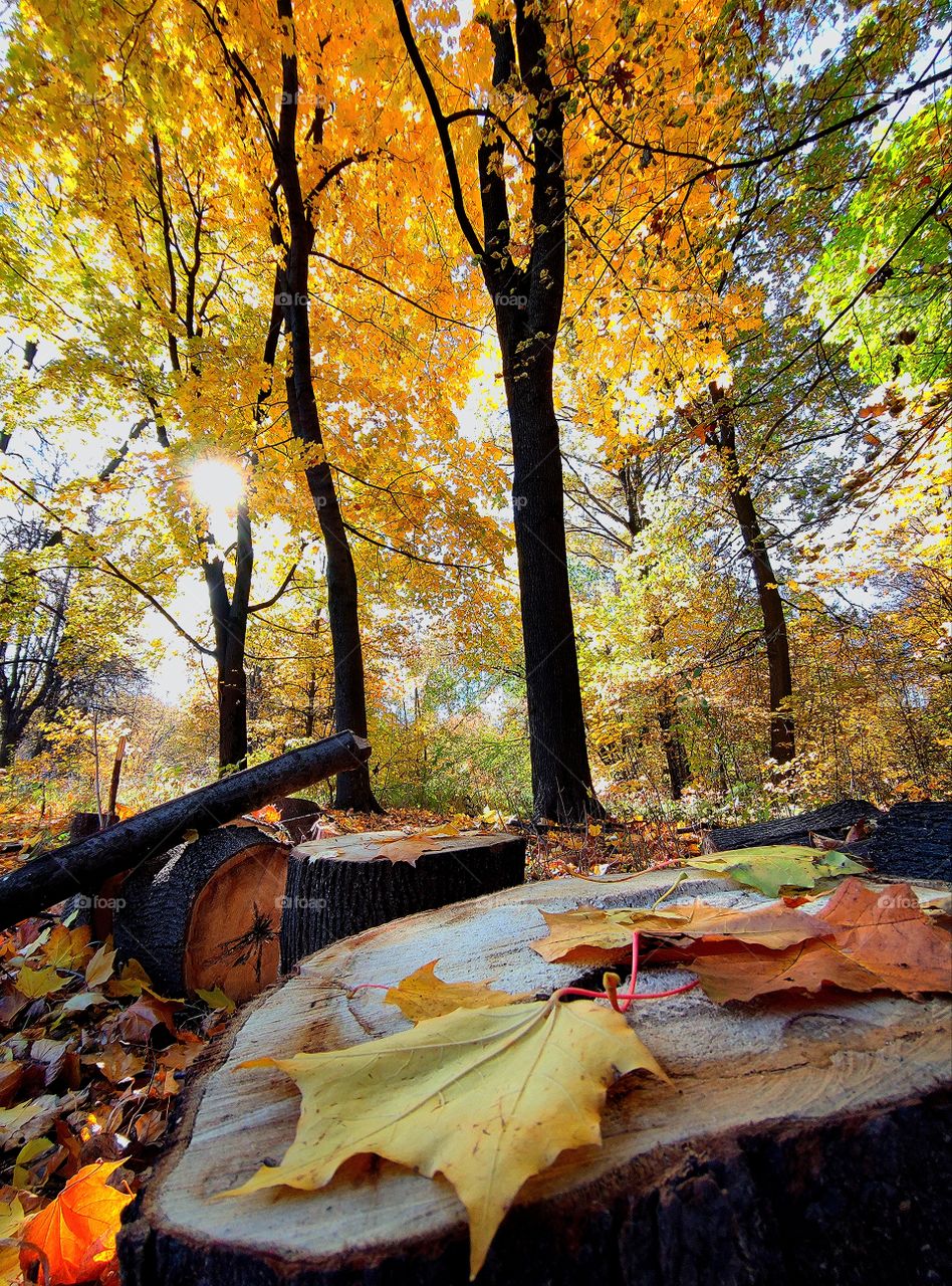 Autumn in the forest.  In the foreground is a stump with dried autumn leaves.  Autumn colorful trees around