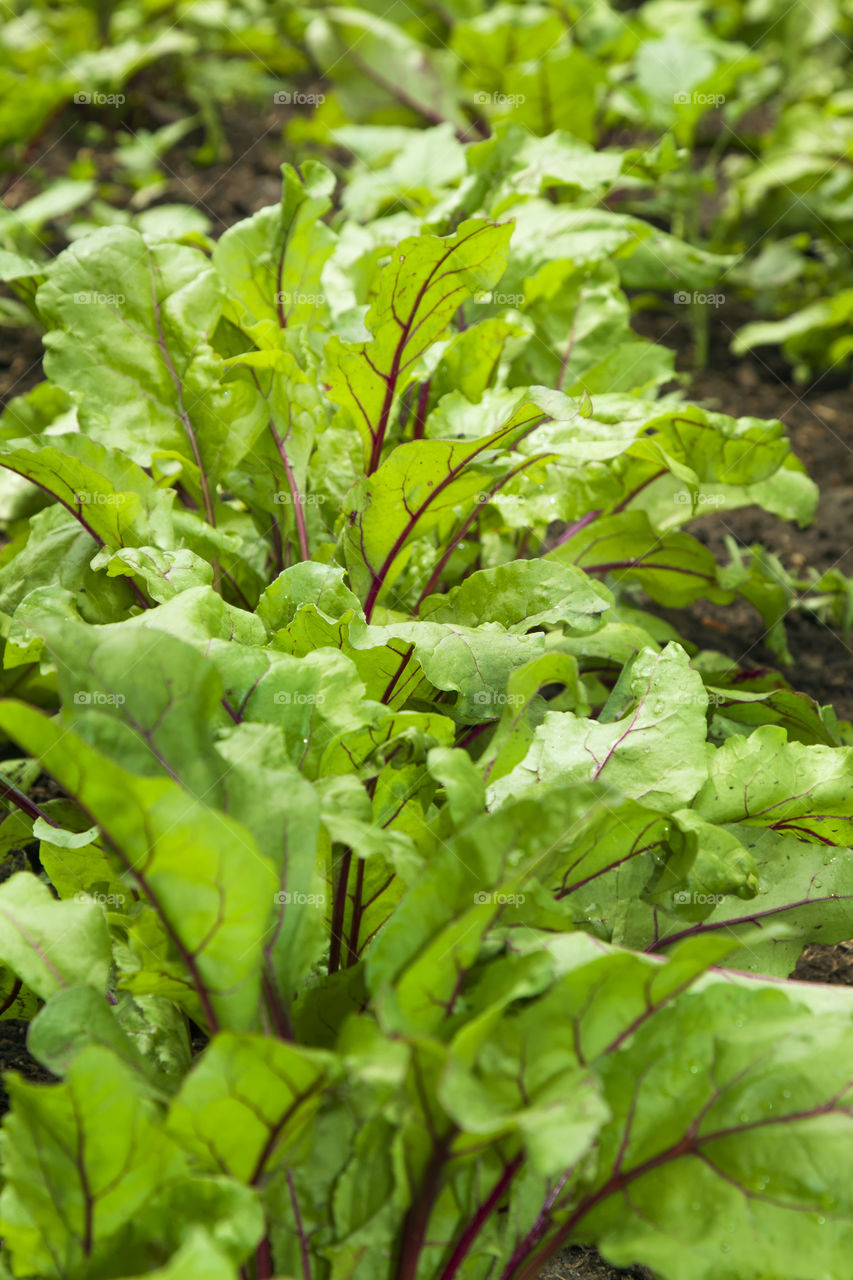 young beetroots leaves