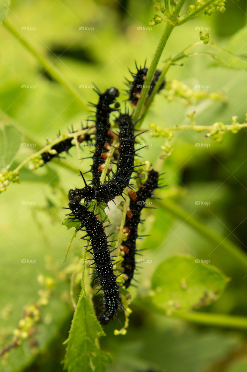 Insect, Caterpillar, Nature, Butterfly, Larva