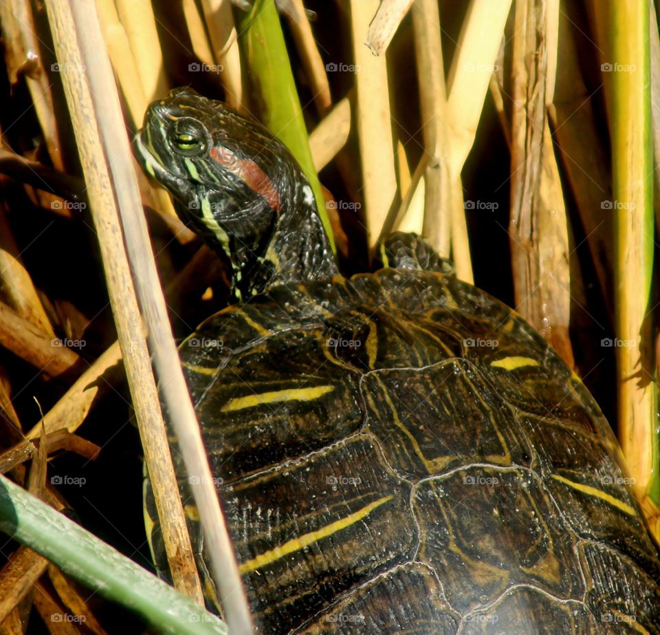 Turtle Sunning in the Reeds