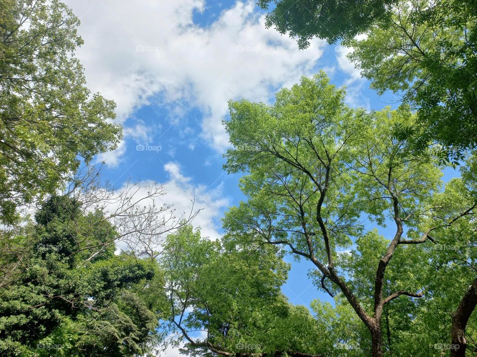 clouds behind tree branches.