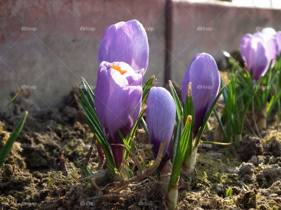crocuses