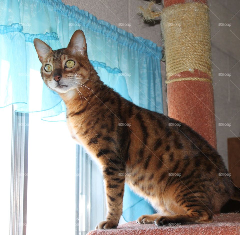 Baloo the Bengal on scratching post