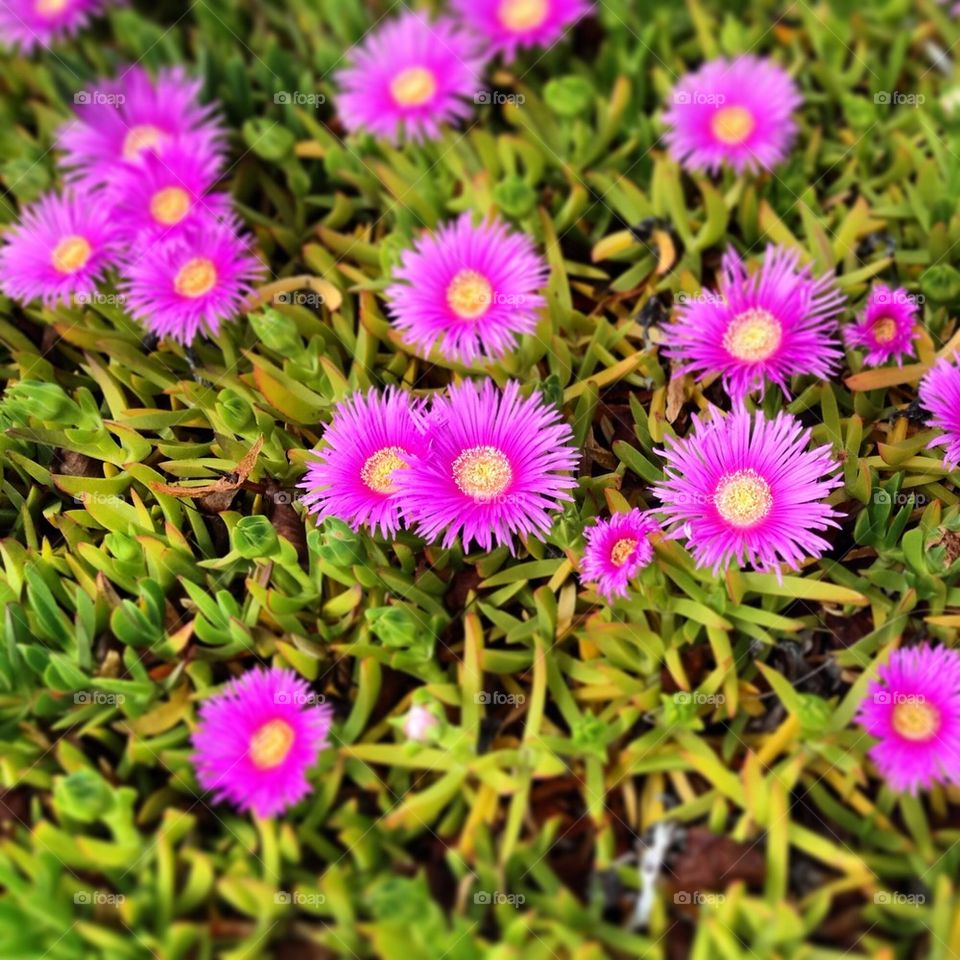 Field of Purple Daisies...