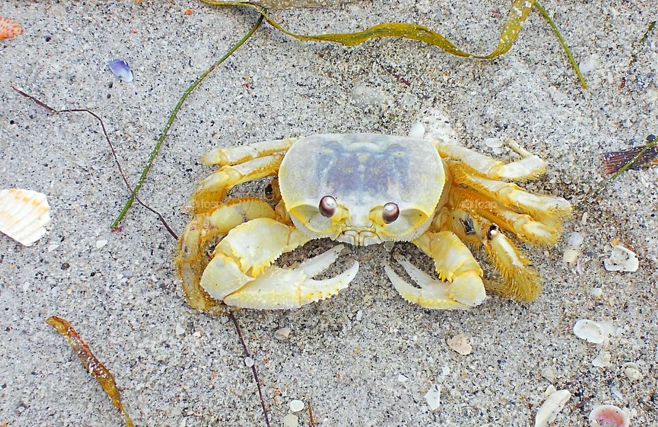 A crab rests on the beach.