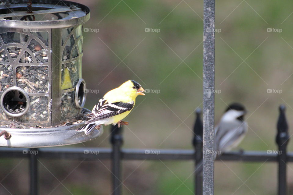 Goldfinch01