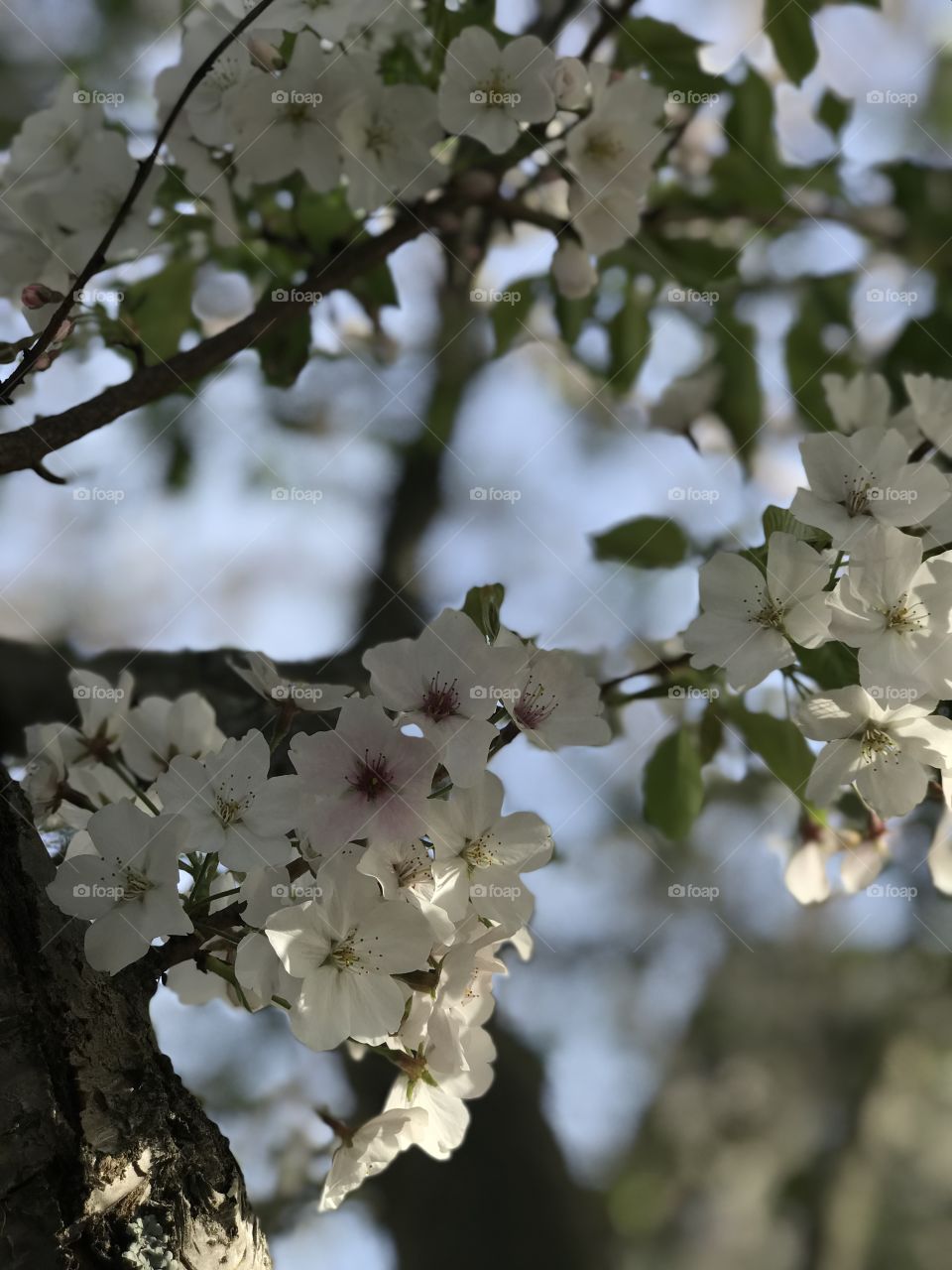 Blossoms