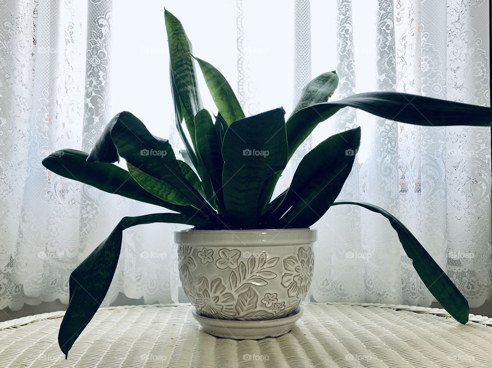 Backlit snake plant in a white decorative ceramic pot on a white wicker surface against white lace curtains 