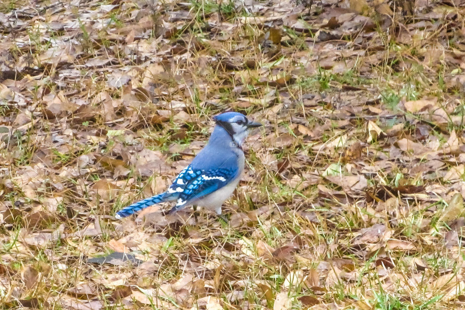 blue jay bird on ground