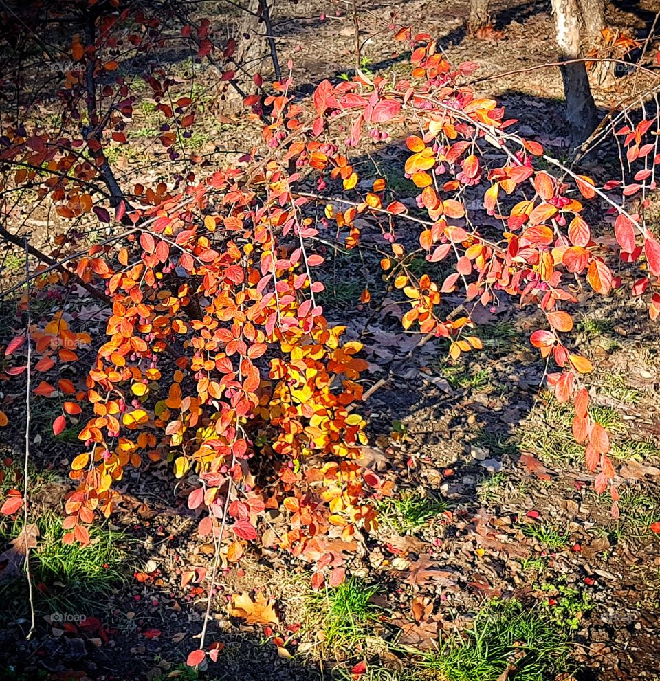 Still autumnal colours