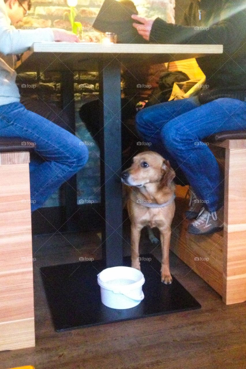 Dog at Italian restaurant