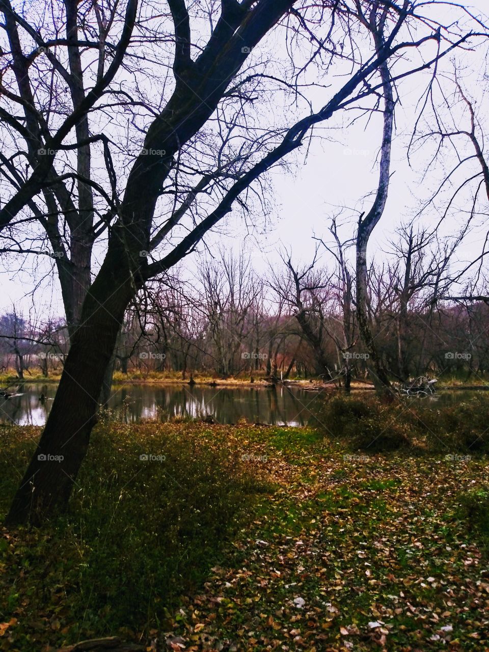 Tree, Landscape, Fall, Park, Leaf