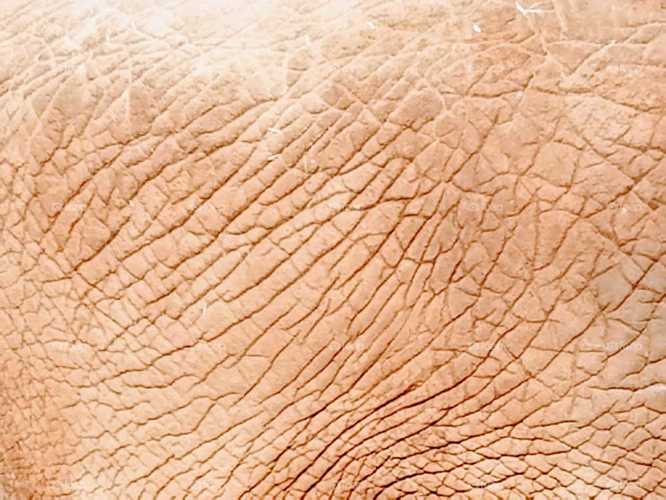 Elephant Skin