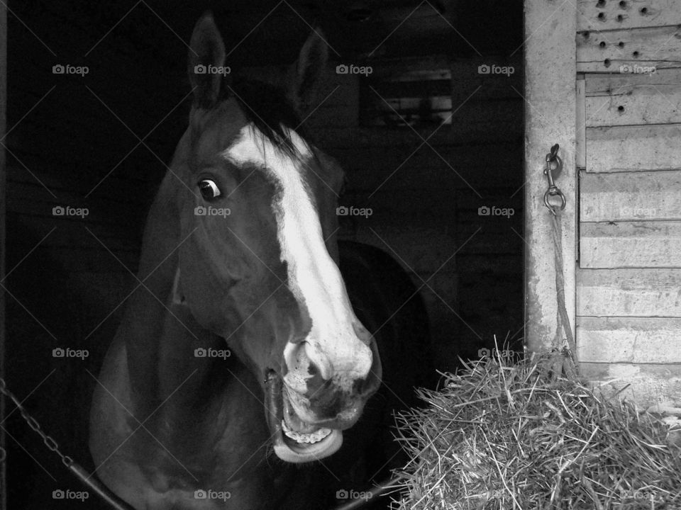 Hannibal Lecter. Hannibal Lecter being angry in his stall on the backside of Belmont Park
For horse racing gifts

Zazzle.com/Fleetphoto. 