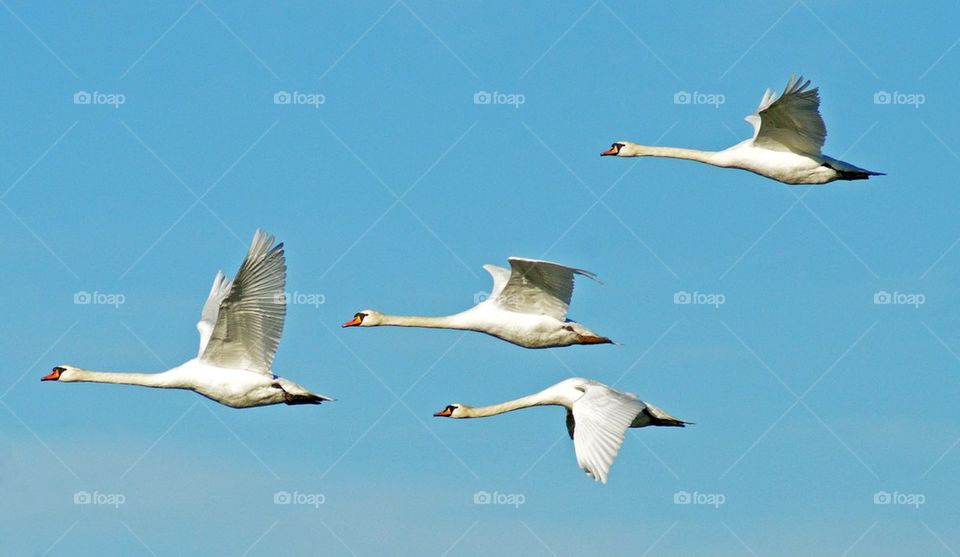 Two mute swans flying against blue sky