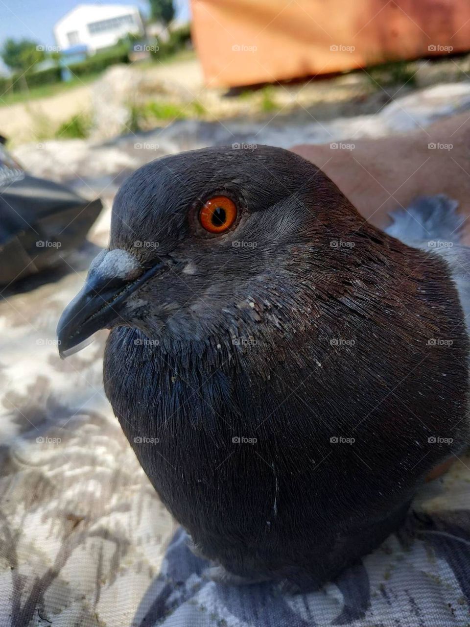Dark gray pigeon in hands catched on the coast. Bird close up. Pigeon with orange eyes. Urban nature in the city