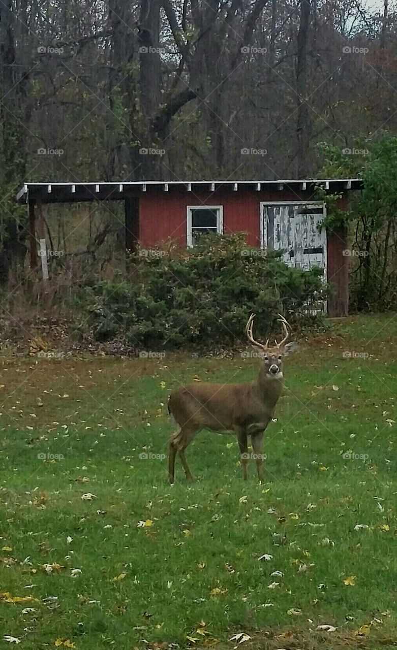 Michigan Whitetail