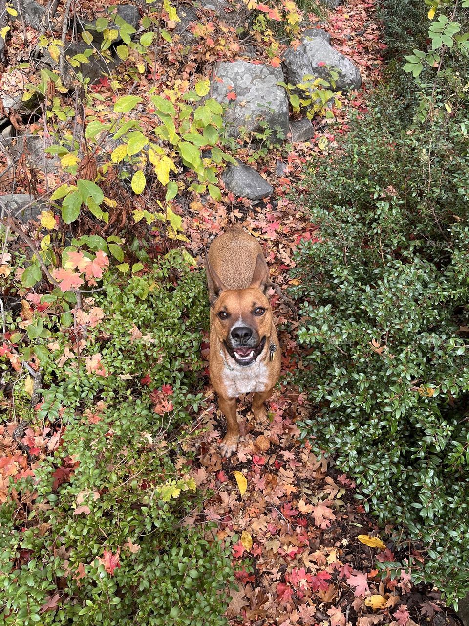 My dog makes me happier every day than I thought I could ever be 🧡