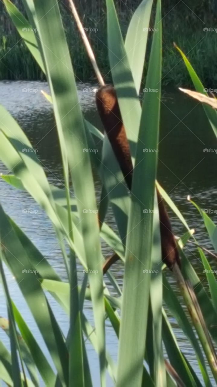 bullrushes