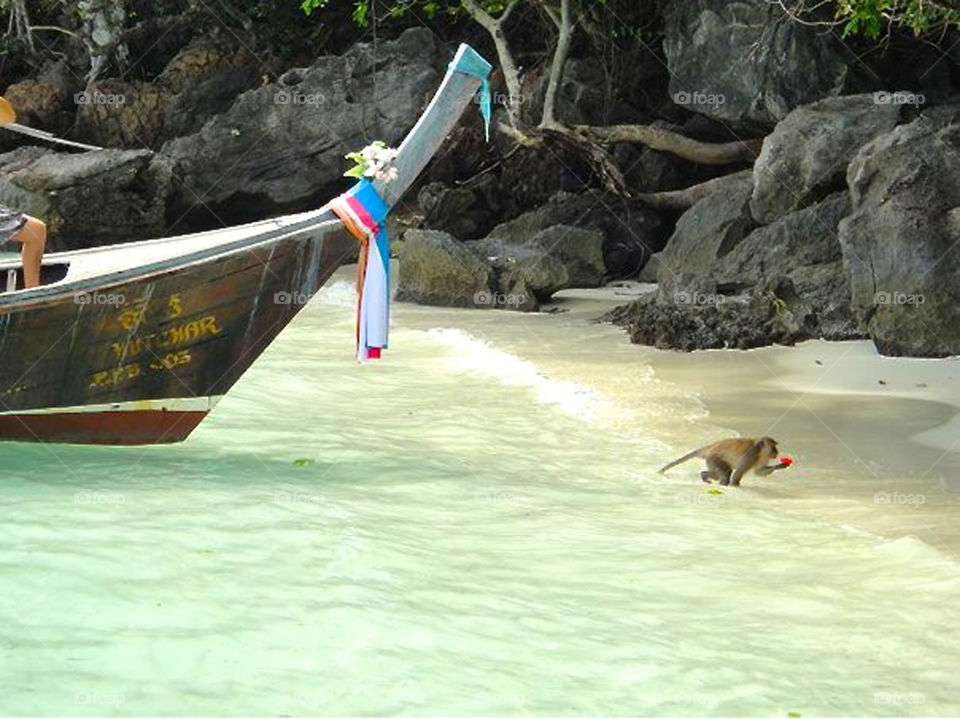 Monkey in Phi Phi, Phuket 