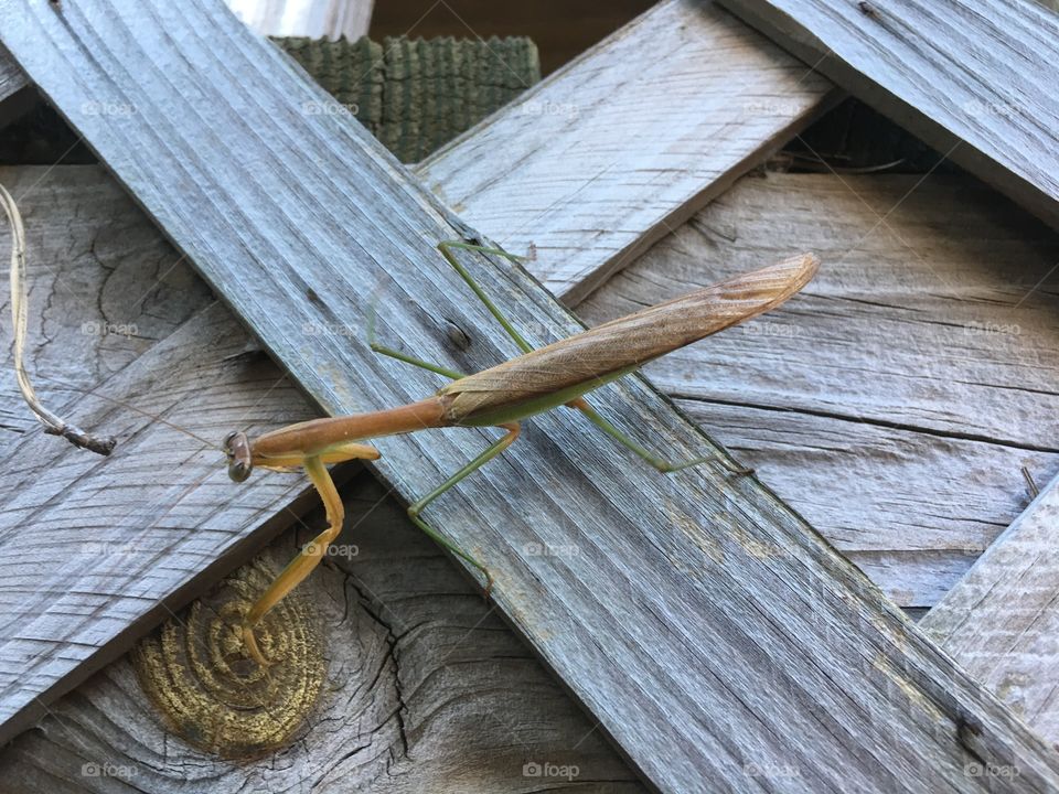Caught this little fellow crawling along side of my deck 