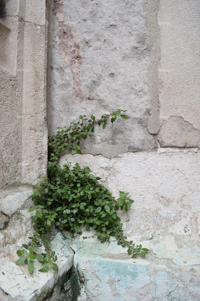Weeds grow on the side of a building in Lyon, France. October 2016.