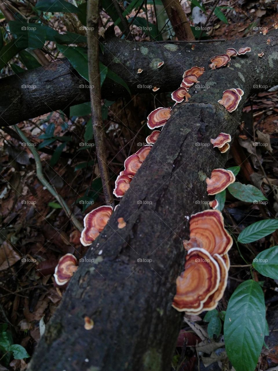 Fungus.