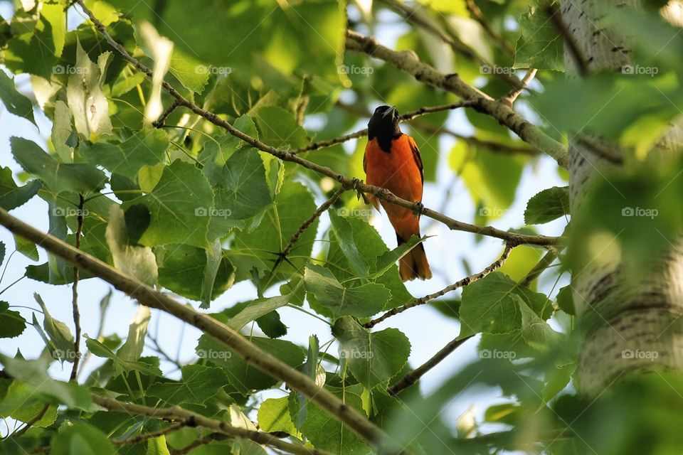 Oriole