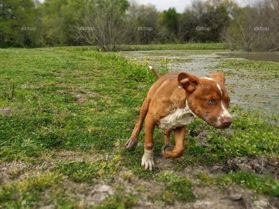 a muddy puppy running around a pond in spring