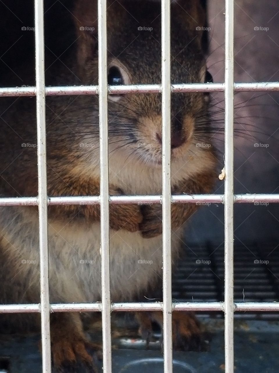 captured squirrel