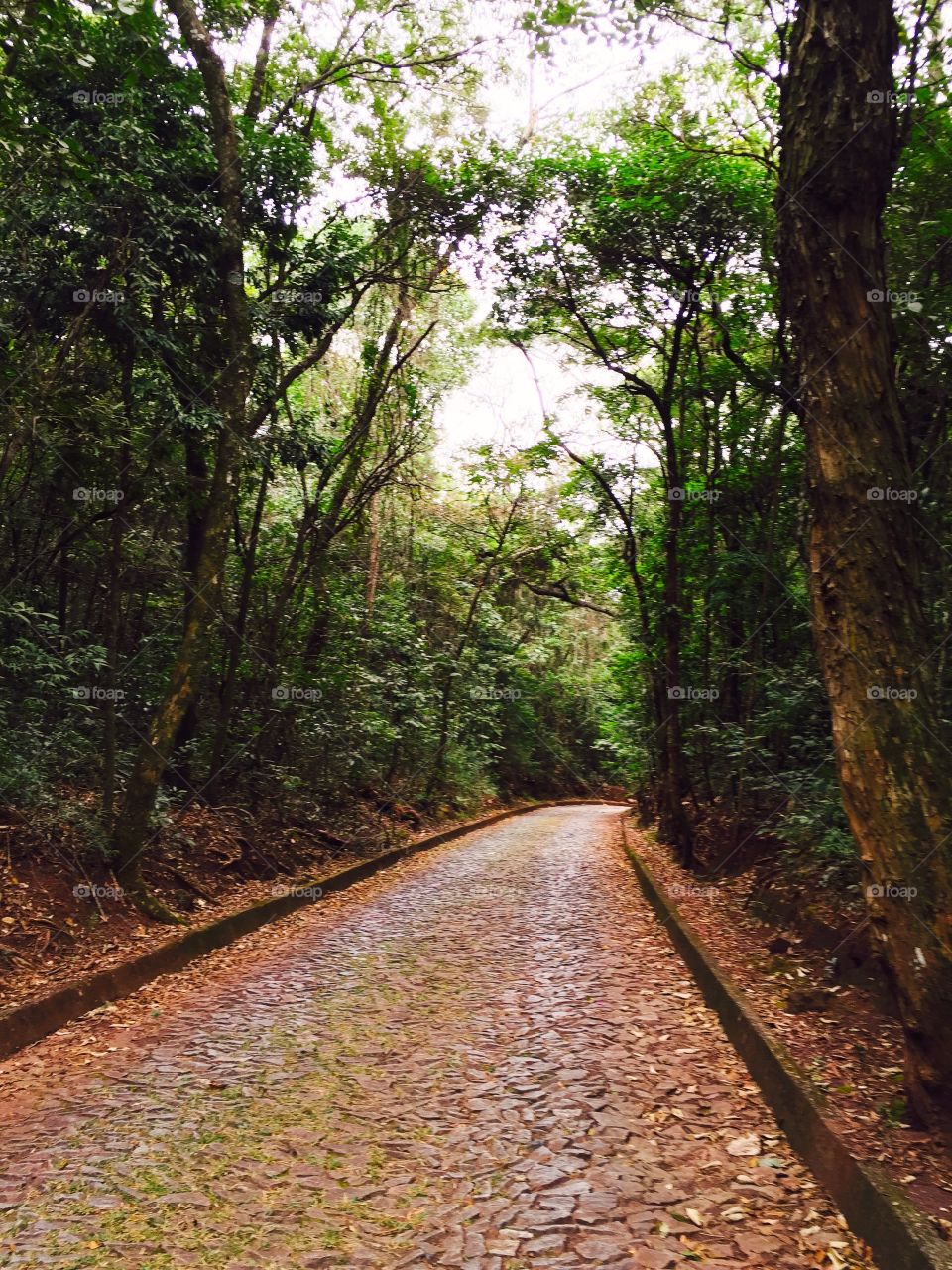 Road through the forest