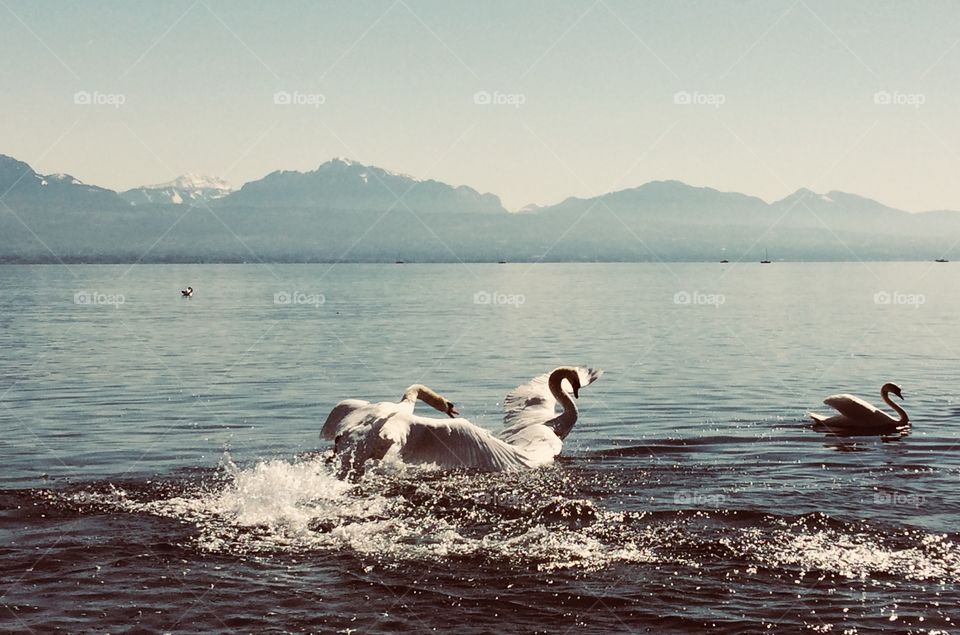 Swan fight and love at lake