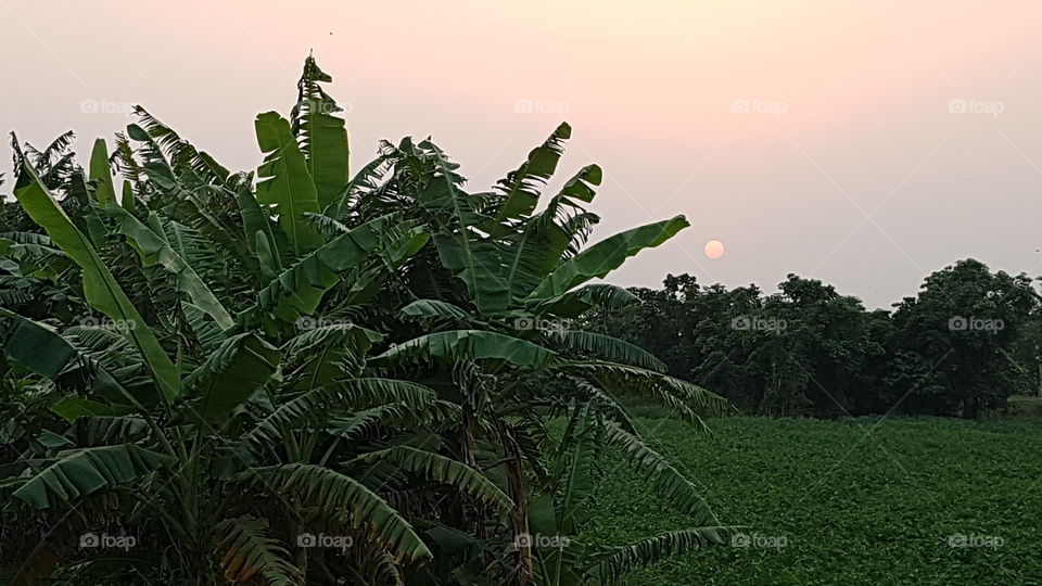 sunset in the jungle