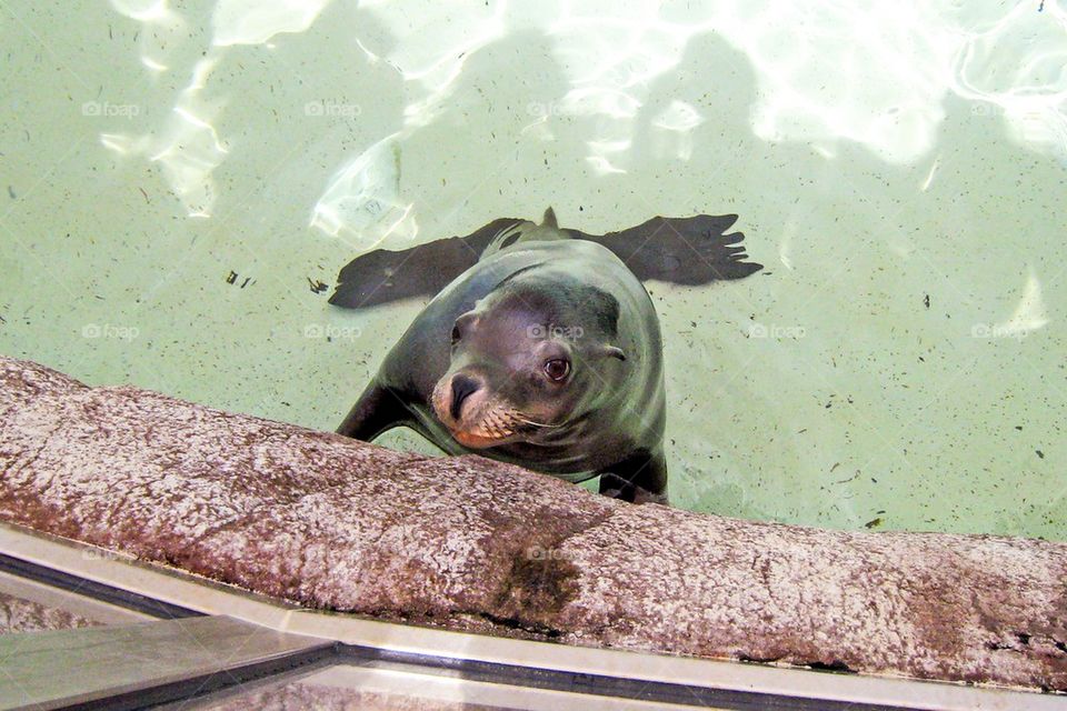 Sea lion at seaworld