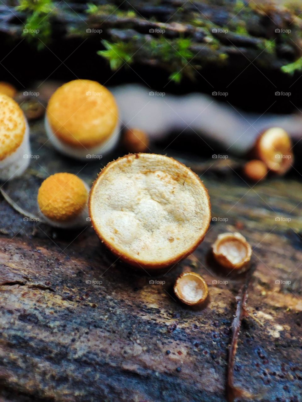 Wild rare yellow mushrooms Crucibulum laeve growing on the fallen tree trunk, fungus macro photography