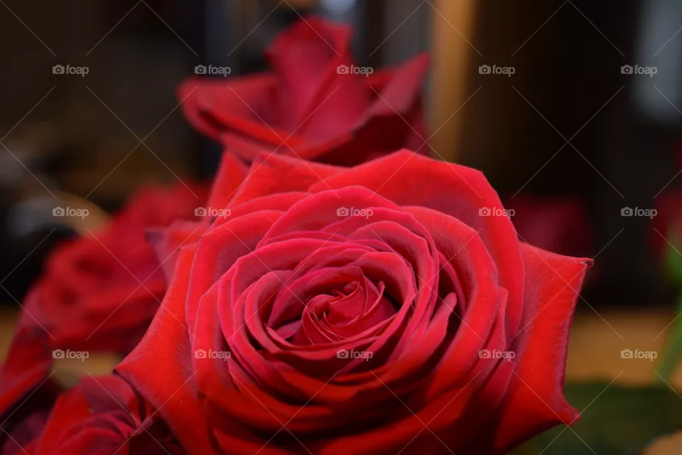 Red rose 
