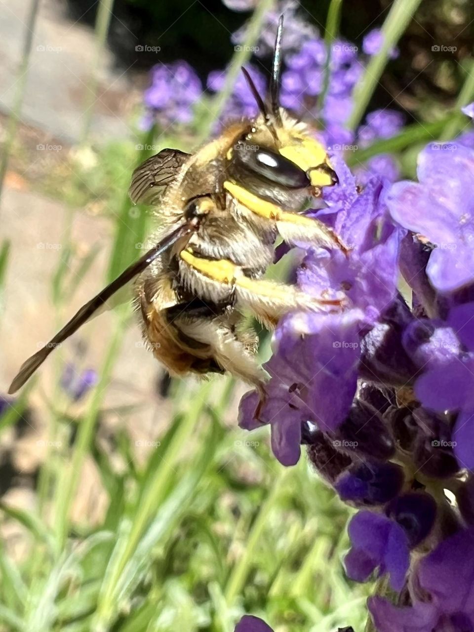 Bee