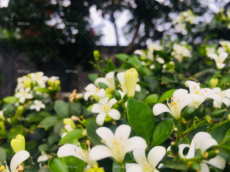 Murraya paniculata flower